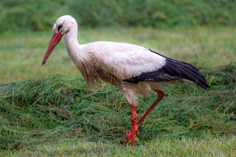 A stork with white feathers and red legs standing on green grass.