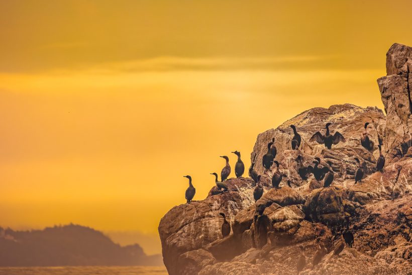 Cormorants sit on rocks in front of an orange sunset.