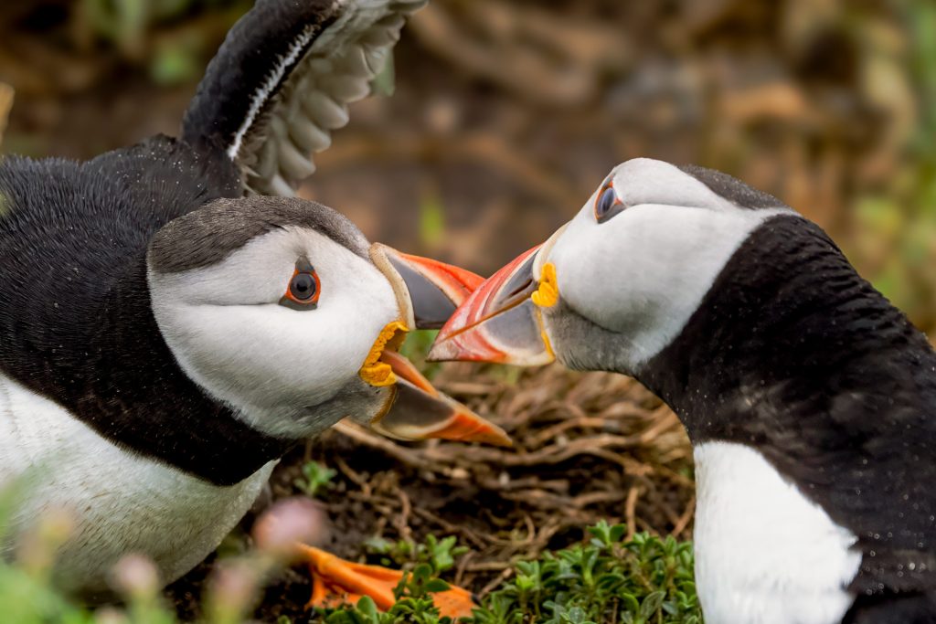 Two puffia divers face each other and touch each other with their beaks.