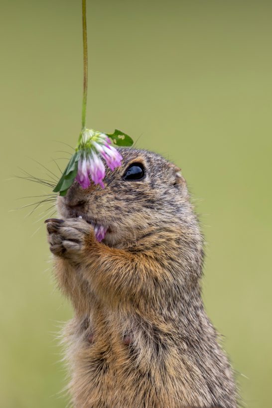 Ziesel hält eine Blüte mit beiden Vorderpfoten.