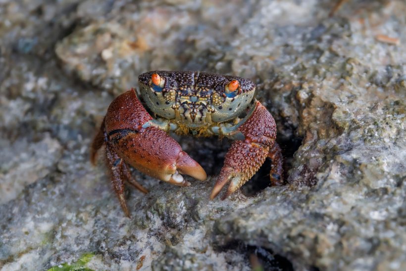 A crab with red-brown scissors sits on a tree trunk.