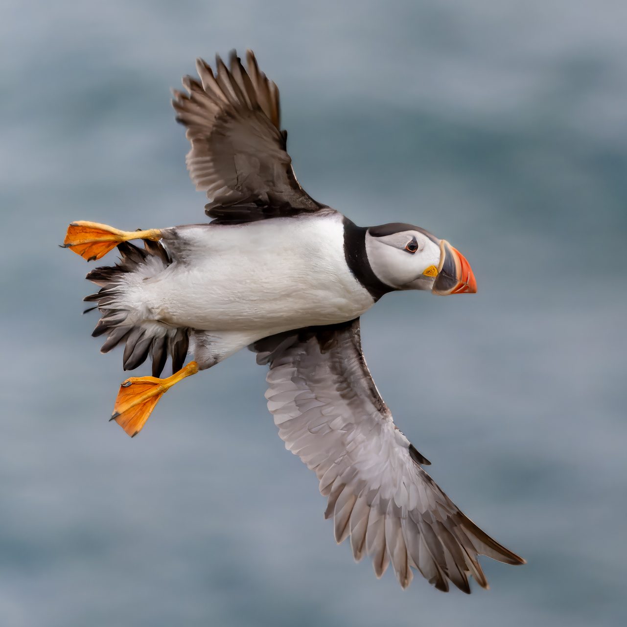 Papageientaucher fliegt über das Wasser mit ausgebreiteten Flügeln.