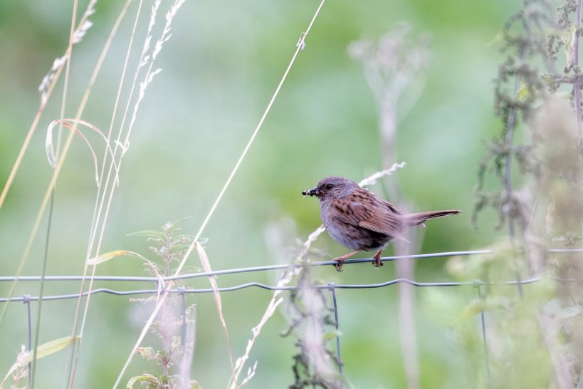 Dunnock sitting on a fence surrounded by green background.