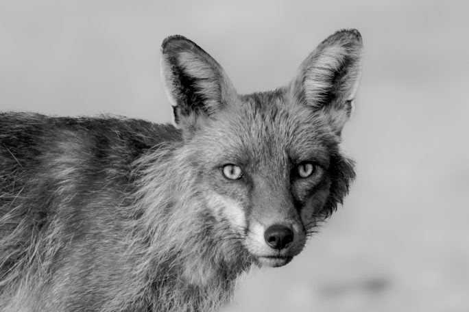 Graufuchs mit aufmerksamen Augen vor verschwommenem Hintergrund.