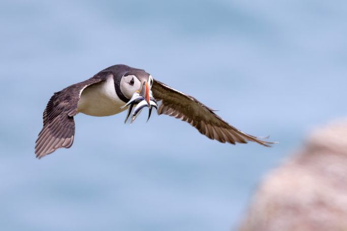 A puffin flies over water with a colourful beak.