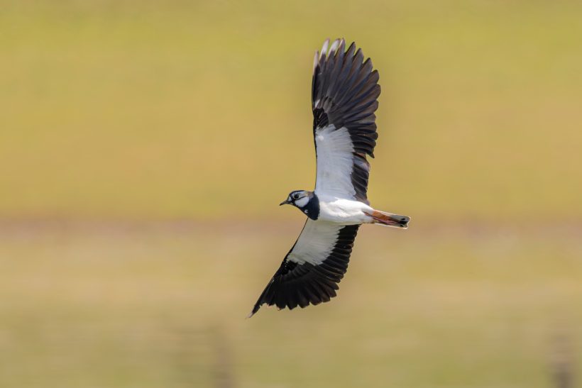 Lapwing flies through the air with wings spread out.