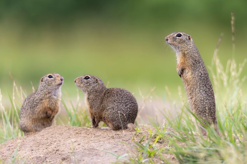 Three ground squirrels in a green landscape, one stands upright.