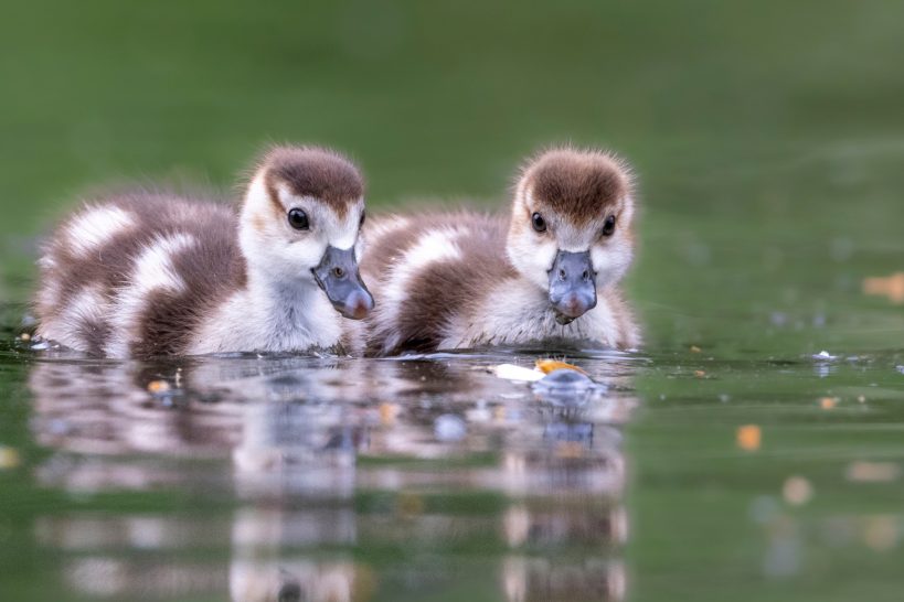 Zwei Küken schwimmen gelassen im Wasser, umgeben von sanften Wellen.