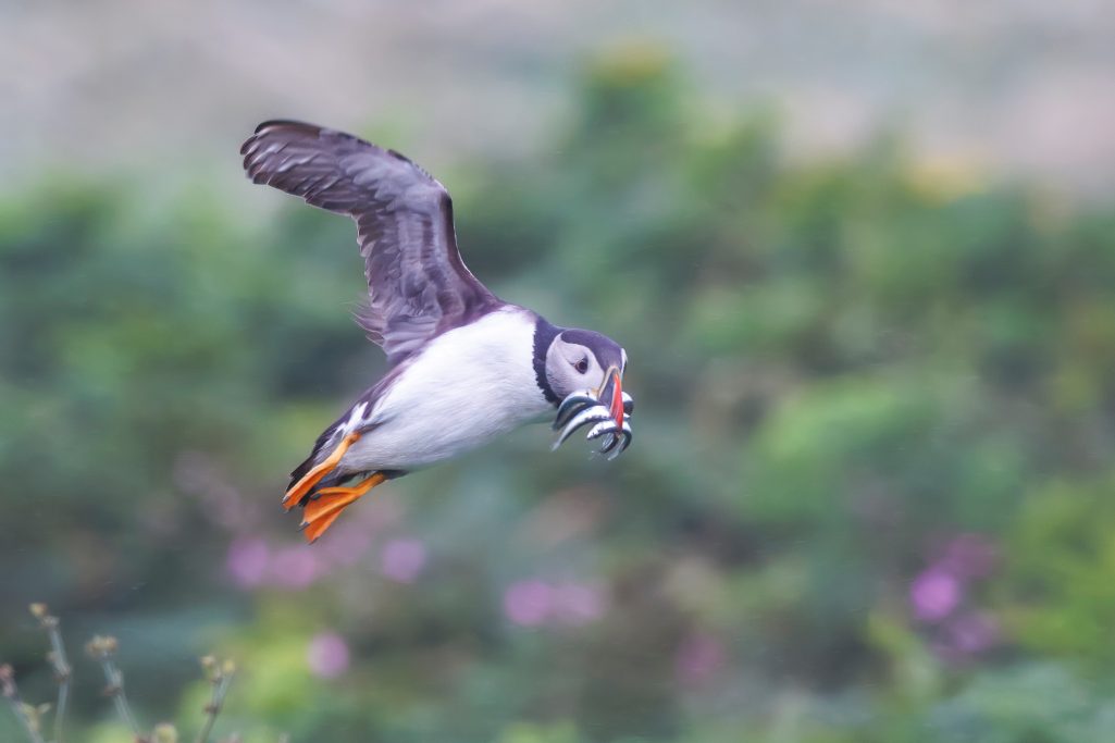 Papageitaucher fliegt mit Fischen im Schnabel über eine grüne Landschaft.