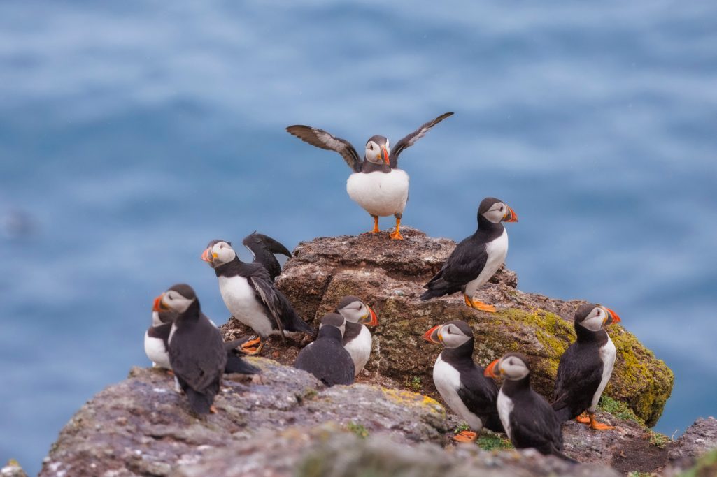 Eine Gruppe von Papageientauchern sitzt auf einem Felsen am Meer, ein Vogel breitet die Flügel aus.