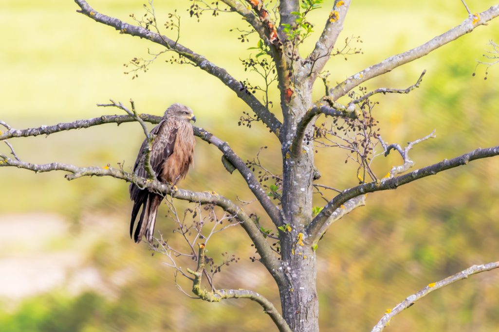 A black kite sits on a branch of a tree in a natural environment.