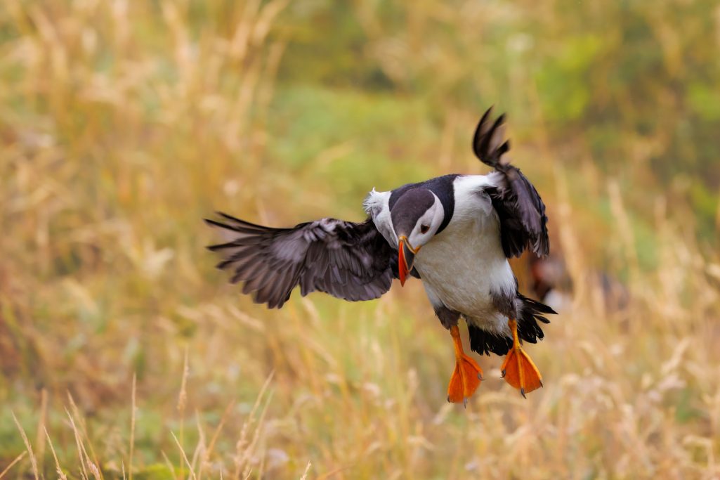 Papageitaucher fliegt über grünes Gras mit einem Hintergrund von Natur.