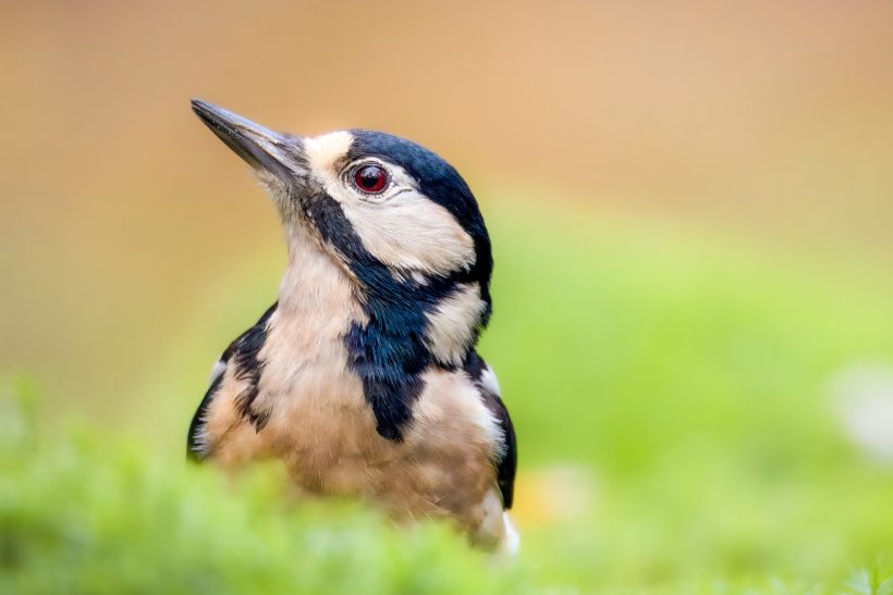 A great woodpecker with black and white feathers and red patch on the head on a green background.