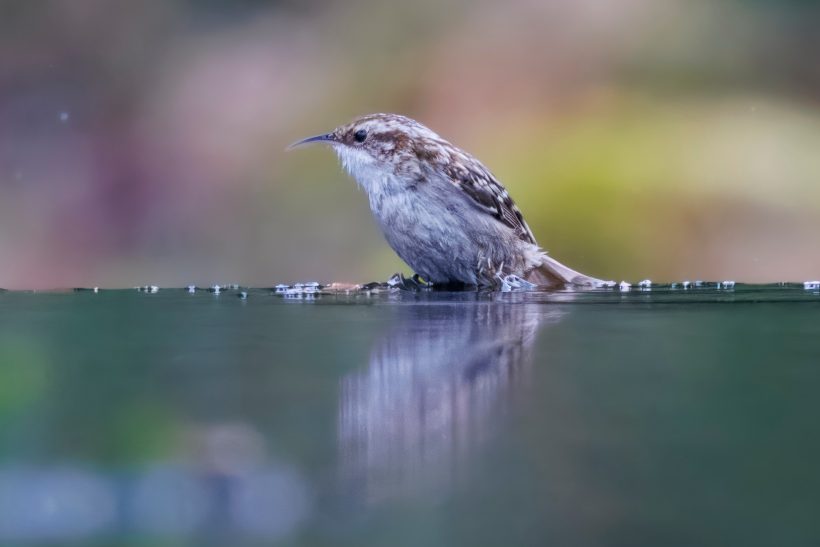 Ein Gartenbaumläufer sitzt auf einer Wasseroberfläche und spiegelt sich darin.