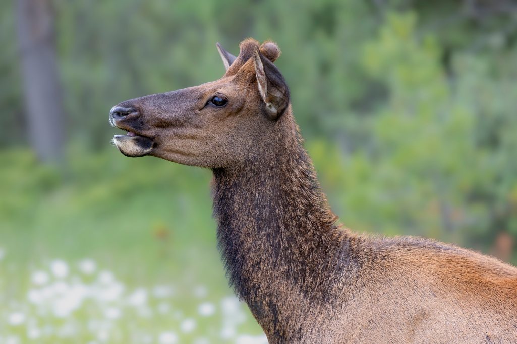 Ein Waipiti steht im Wald, mit grünem Hintergrund und blühenden Pflanzen.