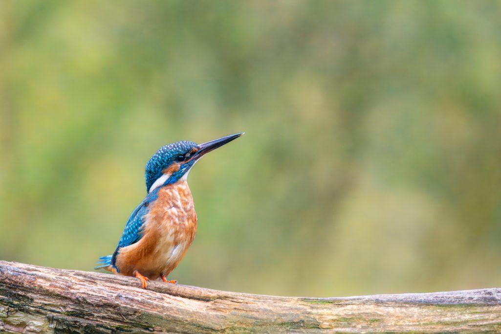 Ein fliederfarbener Eisvogel sitzt auf einem Ast, mit orangefarbenem Bauch und schimmerndem Gefieder.