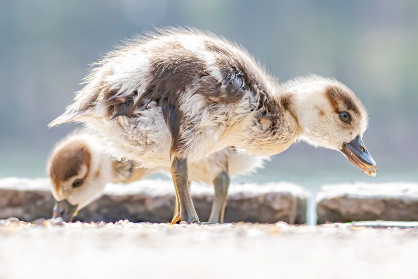 Two grey-brown chicks looking for food on a sandy background.