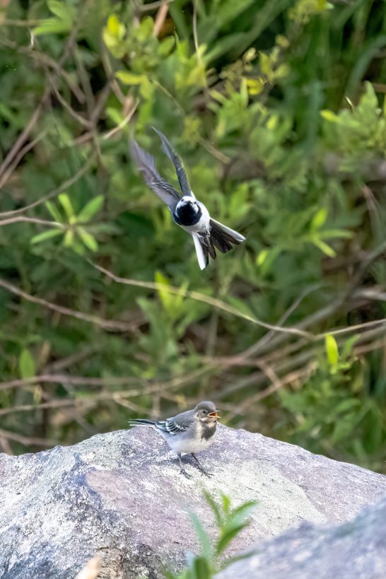 A Wagtail floats over a large stone amid green foliage on the stone a chick.