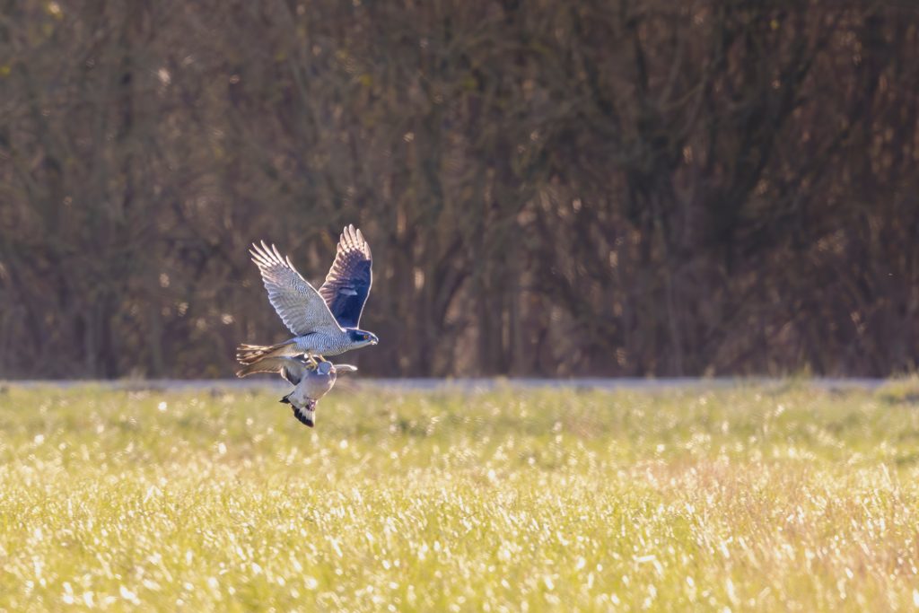 Ein Habicht fliegt über eine grüne Wiese mit einer Taube in den Krallen mit strukturlosem Hintergrund.