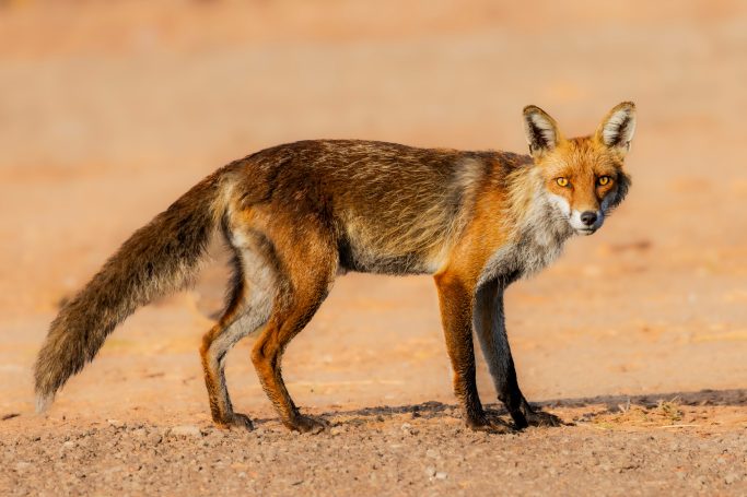 A fox stands on a dry, sandy soil.