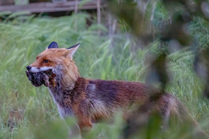 A red fox carries a rodent in the mouth, surrounded by tall grass.