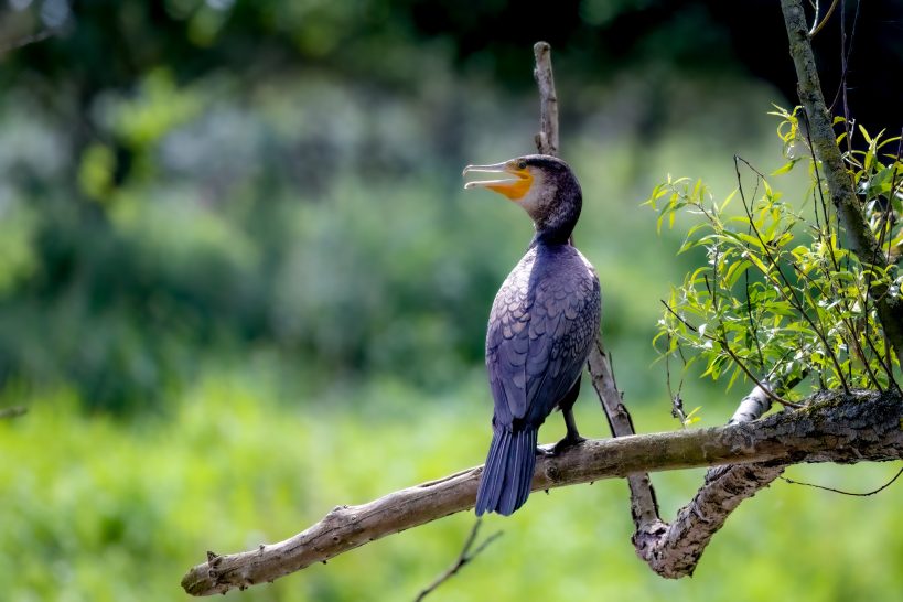 A cormorant sits on a branch and looks attentively into the surrounding area.