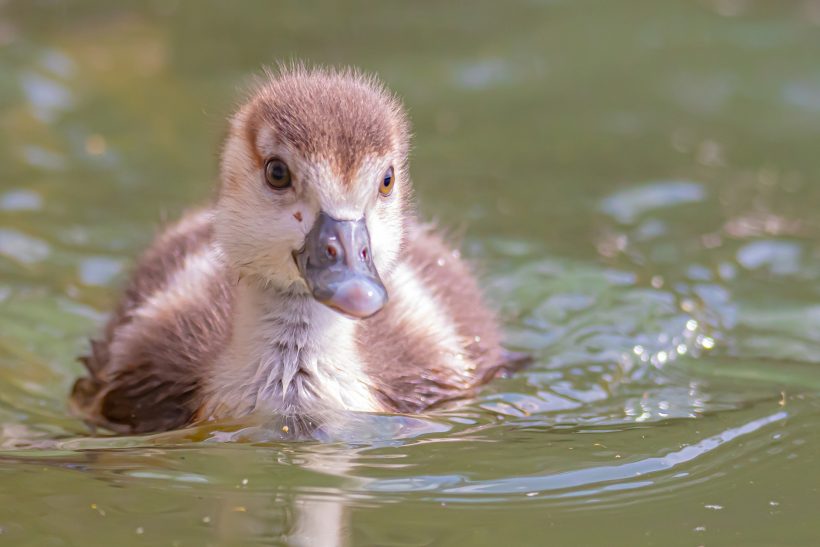 Mallard chick swims in the water, surrounded by gentle waves.