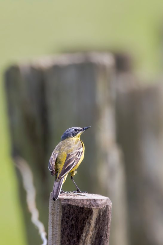 Yellow Wagtail sits on a wooden pole against blurred background.