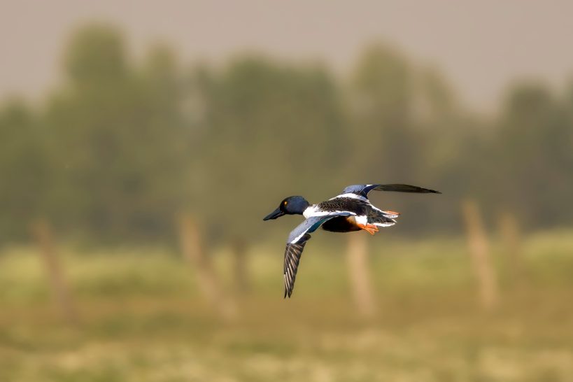 Männlicher Löffelente fliegt über eine grüne Wiese im Hintergrund.