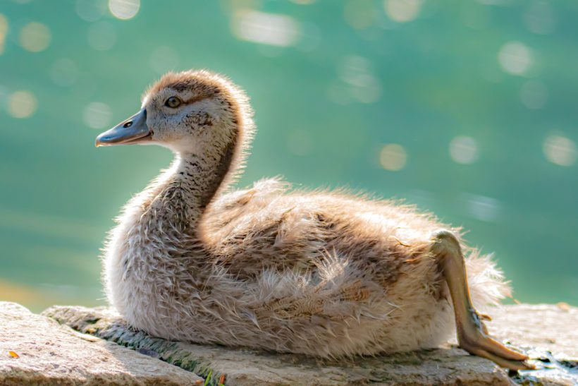 A young duckling sits on the shore, with smooth, brown plumage.