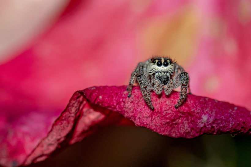 Eine Spinne sitzt auf einem rosa Blütenblatt.