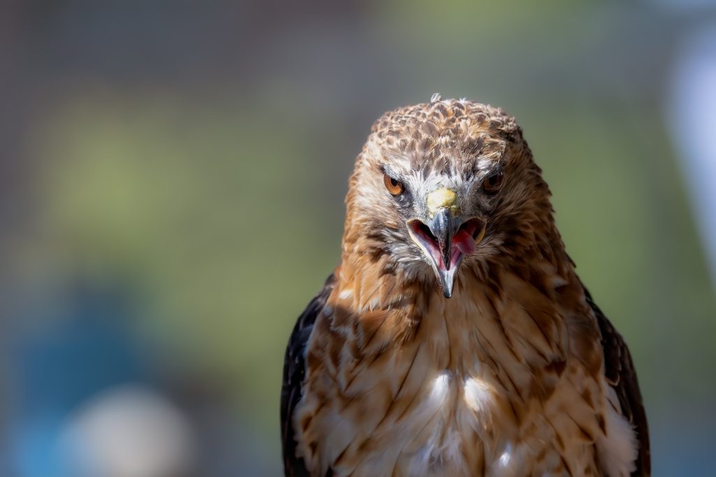 Red-tailed hawk with open beak, intense look and spotted plumage.