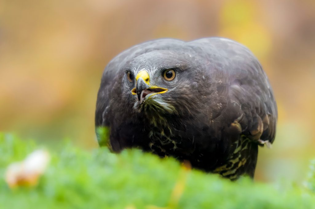 A buzzard on green grass, with sharp eyes and strong phenomenon.