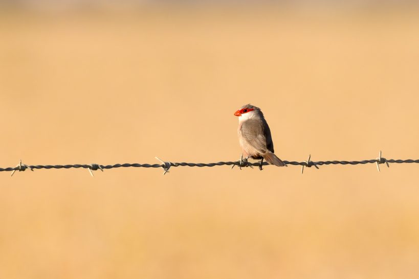 A Common Waxbill with a red head sits on a barbed wire fence against a golden background.