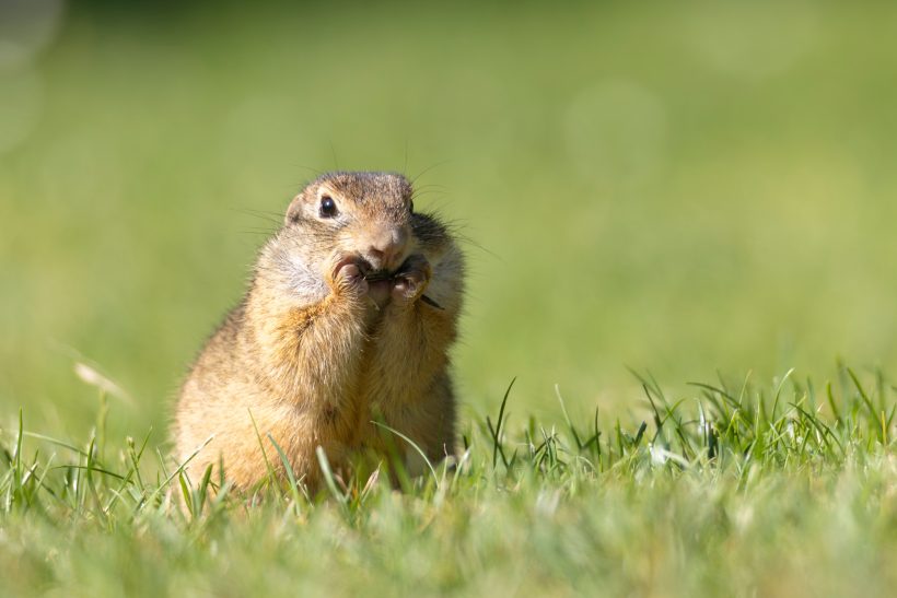 Ein Ziesel sitzt im Gras und hält eine Nuss mit den Vorderpfoten.