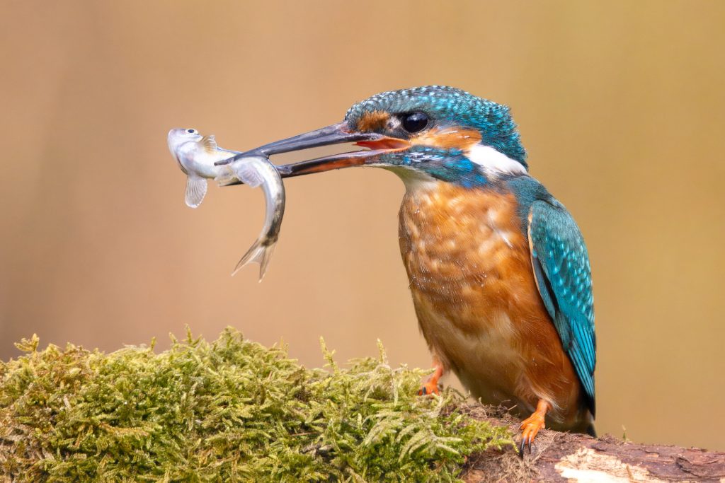 Eisvogel mit Fisch im Schnabel, auf einem moosbedeckten Ast sitzend.