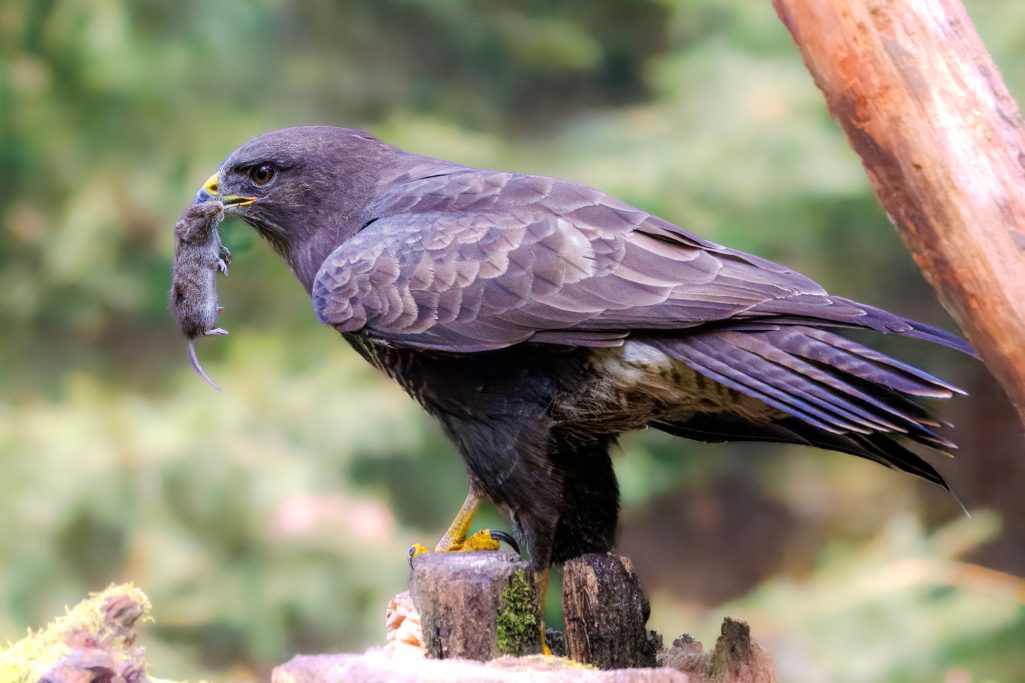 A buzzard sits on a branch and holds a mouse in the beak.