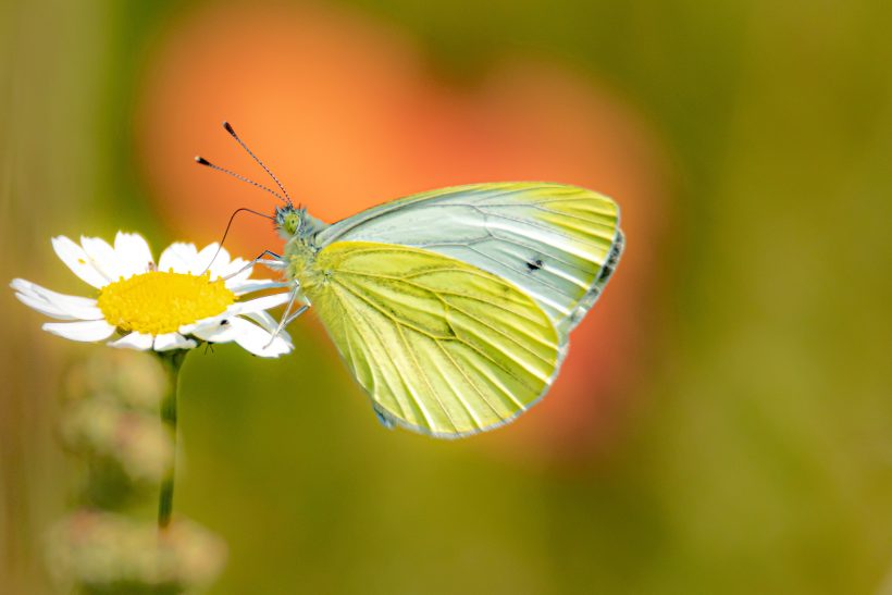 Weißer Schmetterling sitzt auf einer Blume mit gelben und weißen Blütenblättern.