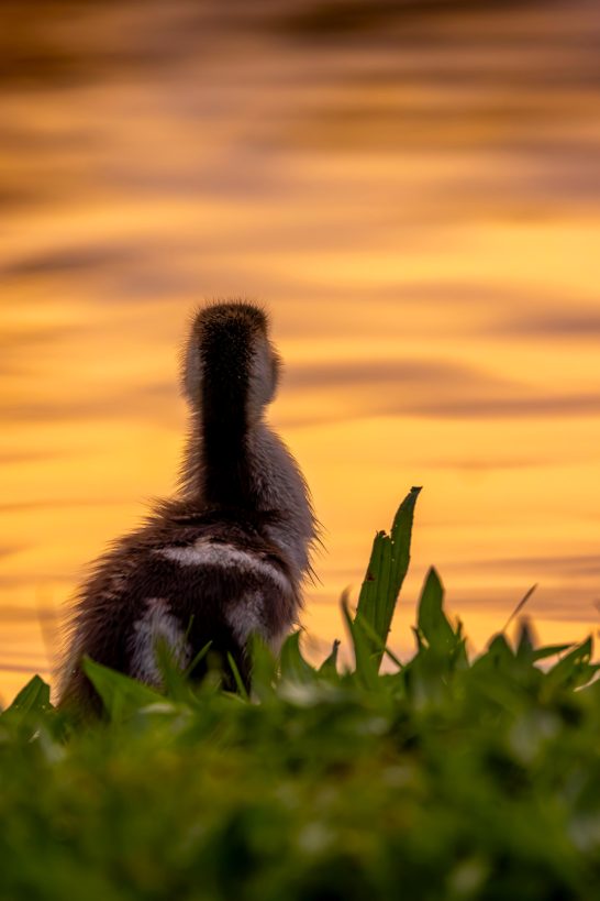 Ein Küken steht am Ufer, blickt auf das glühende Wasser bei Sonnenuntergang.