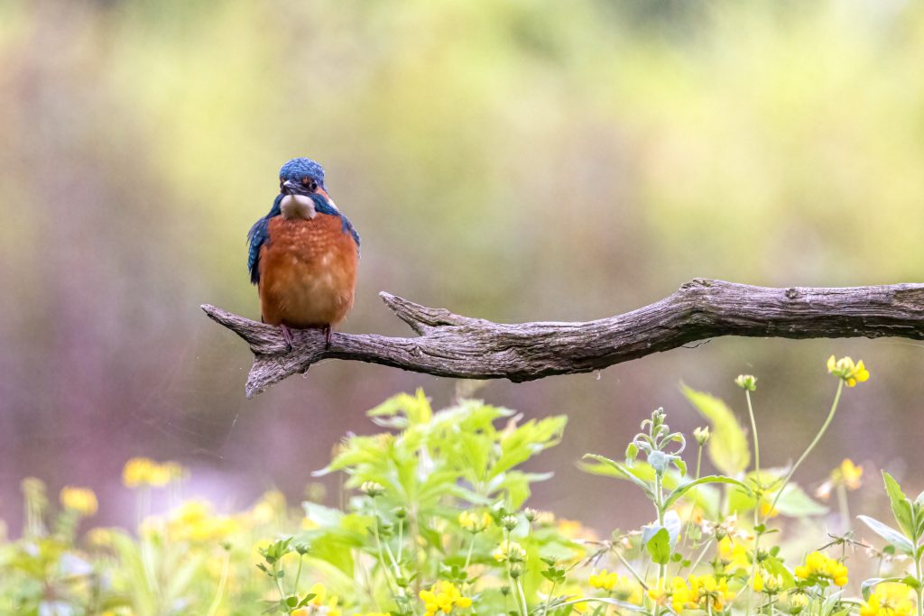 A blue kingfisher sits on a branch over green plants.