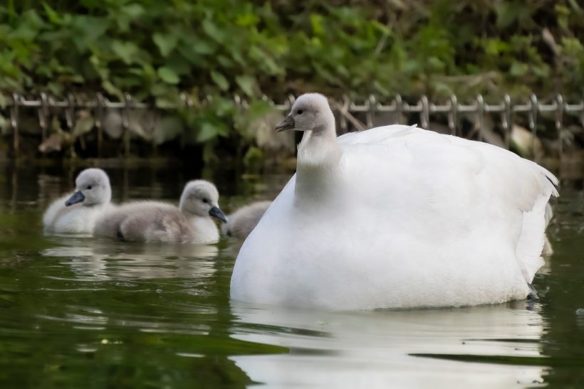 White swan swims next to two grey chicks in the water.