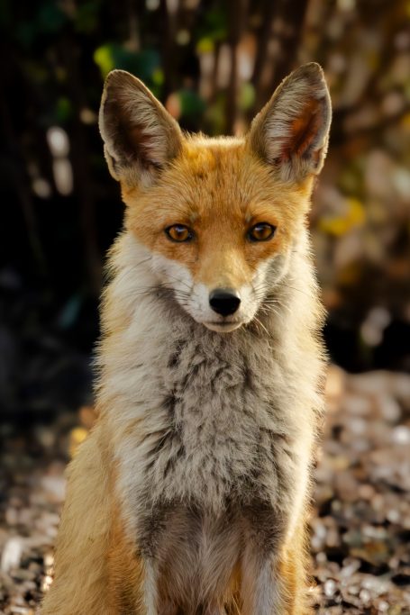 Rotfuchs mit leuchtend orangefarbenem Fell und aufmerksamen, bernsteinfarbenen Augen.