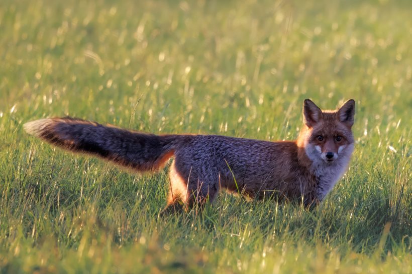 Ein roter Fuchs steht auf einer grünen Wiese, mit aufmerksamen Blick und aufgestellten Ohren.