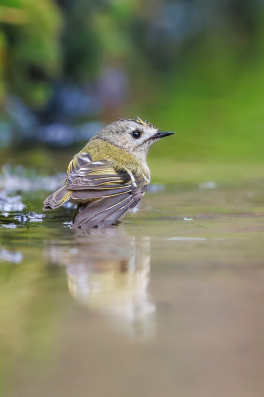 Wintergoldhähnchen sitzt am Ufer, reflektiert im Wasser, unscharfer grüner Hintergrund.