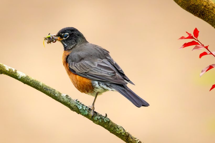 An american robin sits on a branch and holds an insect in its beak.