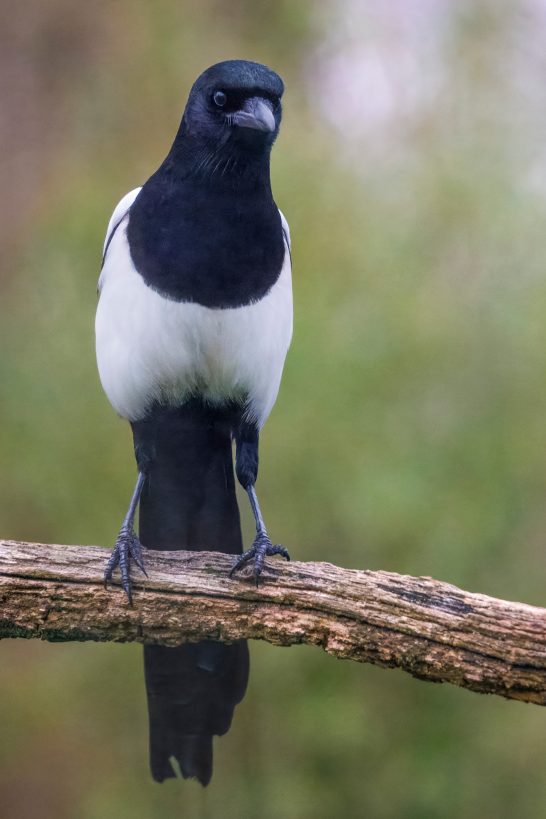 A magpie sits on a branch with a blurred, green background.