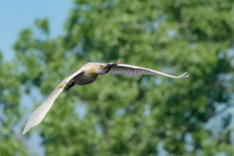 A spoonbill flies with outstretched wings against a green background.