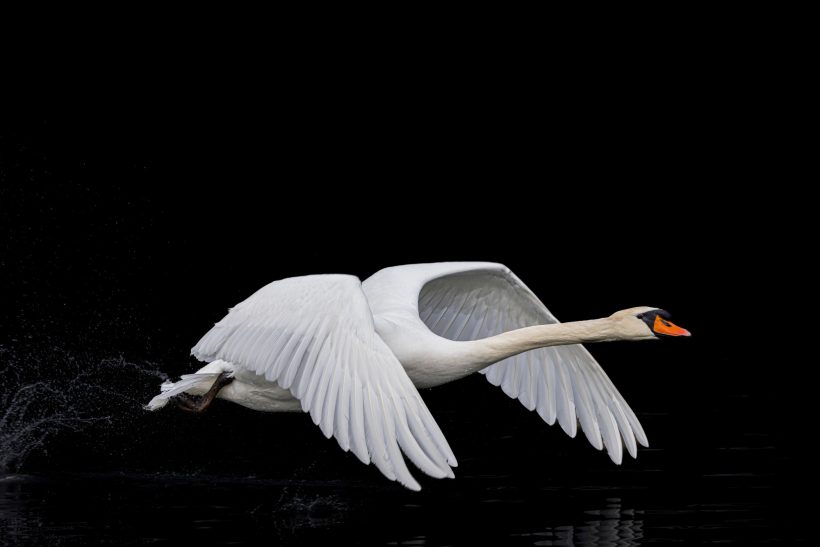 Weißer Schwan fliegt über dunkles Wasser mit ausgebreiteten Flügeln.