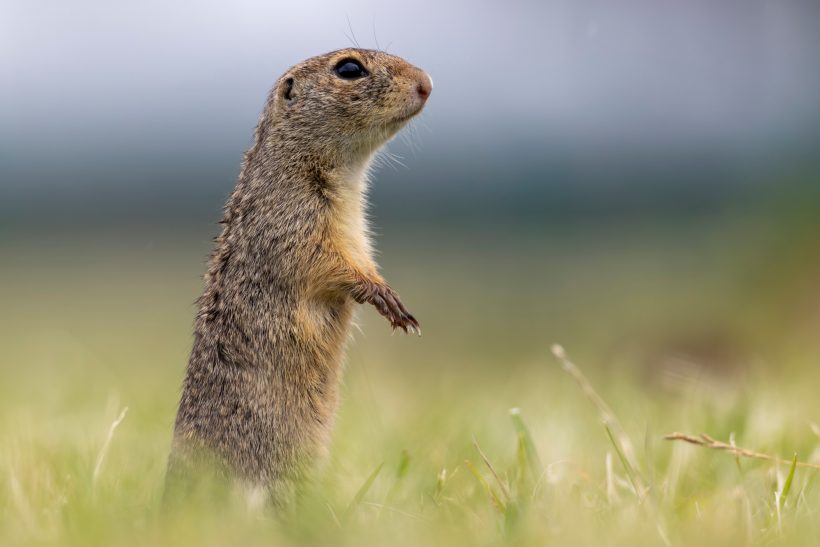 Ein aufrecht stehendes Ziesel auf einer grünen Wiese.