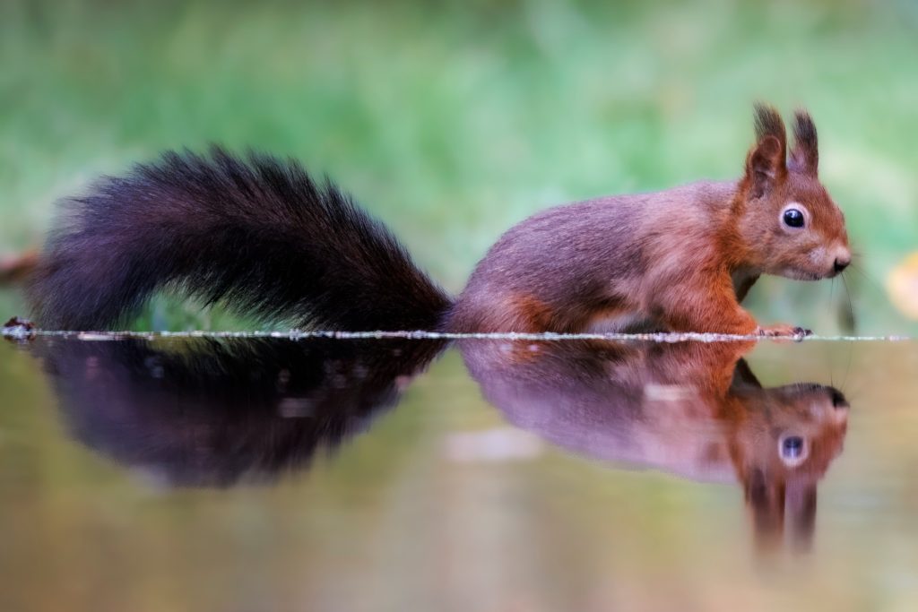 Eichhörnchen am Ufer mit spiegelbildlichem Wasser im Hintergrund.